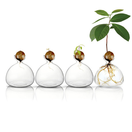 מעמד זכוכית לגידול אבוקדו