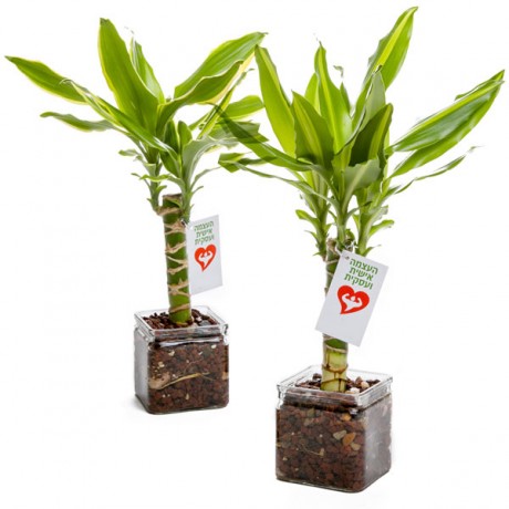 עציץ ממותג לאקי במבוק - עץ המזל