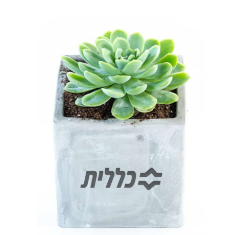 סוקולנטים אמיתיים בכלי בטון יוקרתי - 11 ס