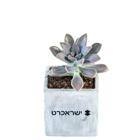 סוקולנטים אמיתיים בכלי בטון מעוצב - 7 ס