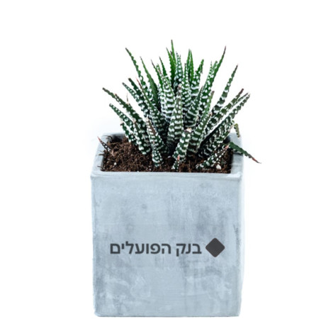 סוקולנטים אמיתיים בכלי בטון מעוצב - 9 ס