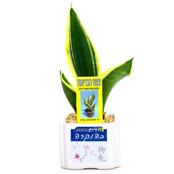 עציץ למשרד עם לוגו